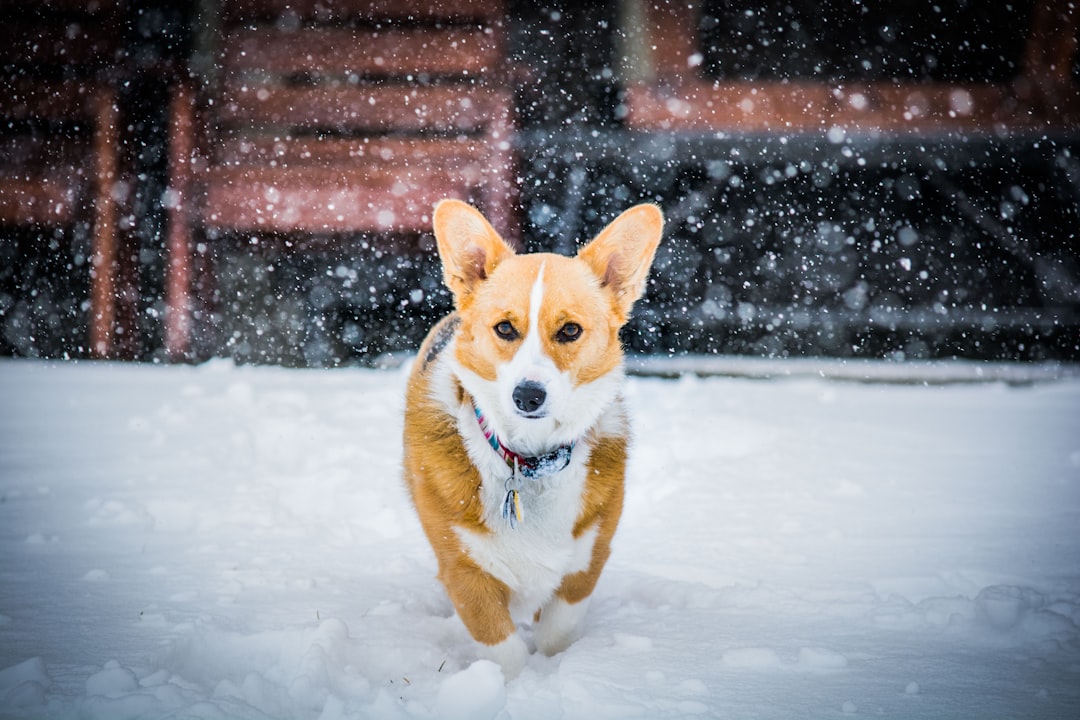 The Adorable Corgi Aussie Mix: A Perfect Blend of Cuteness and Intelligence